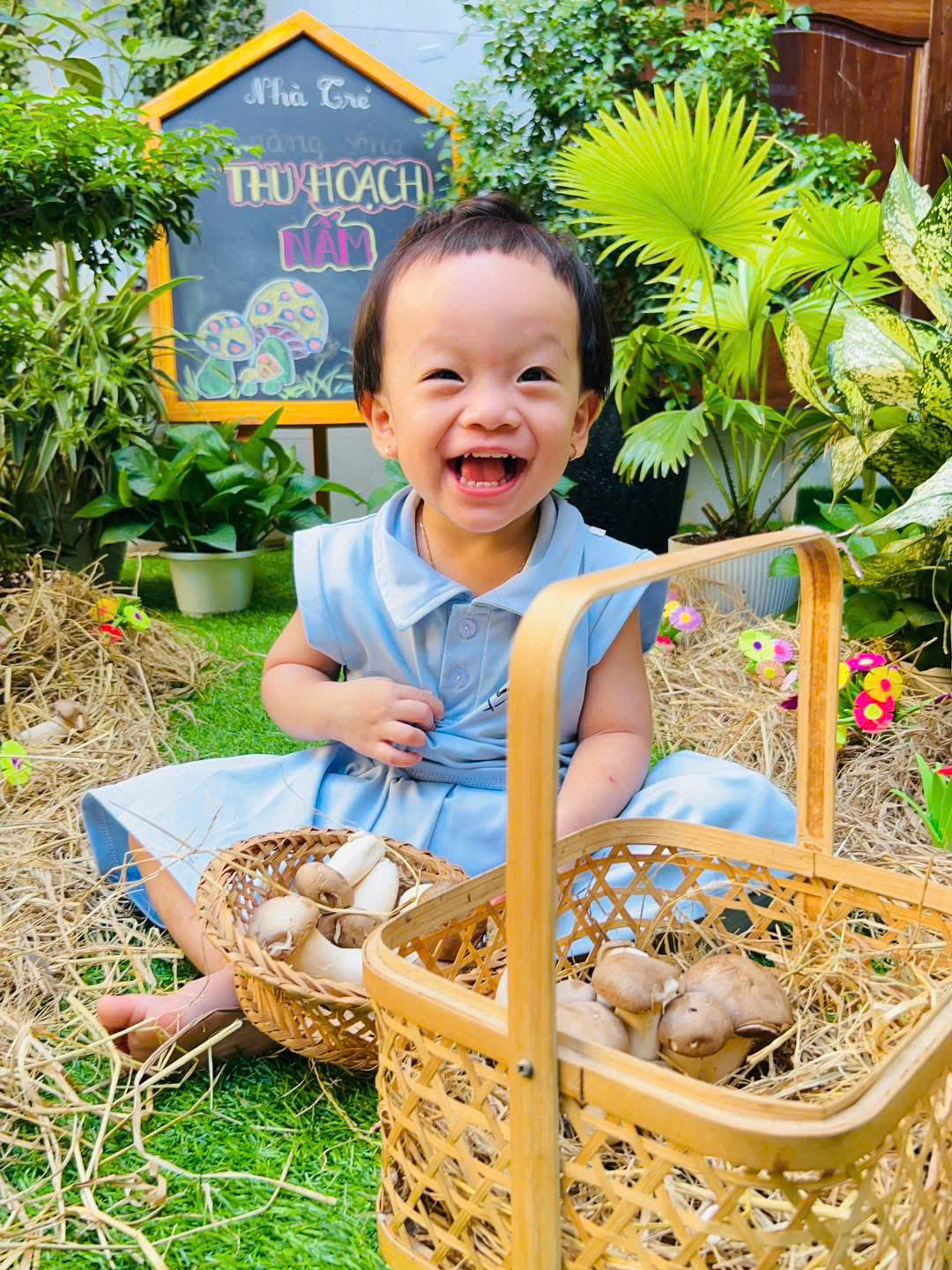 Hoạt động: Bé thu hoạch nấm